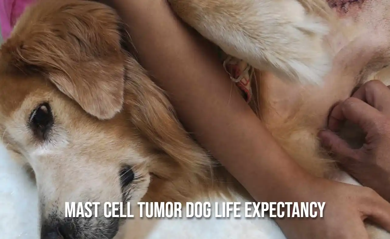 Understanding Mast Cell Tumor Dog Life Expectancy 2025
