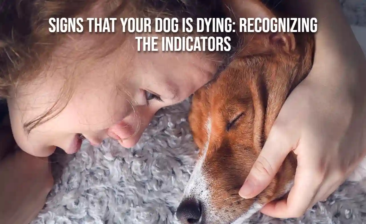 Signs That Your Dog is Dying