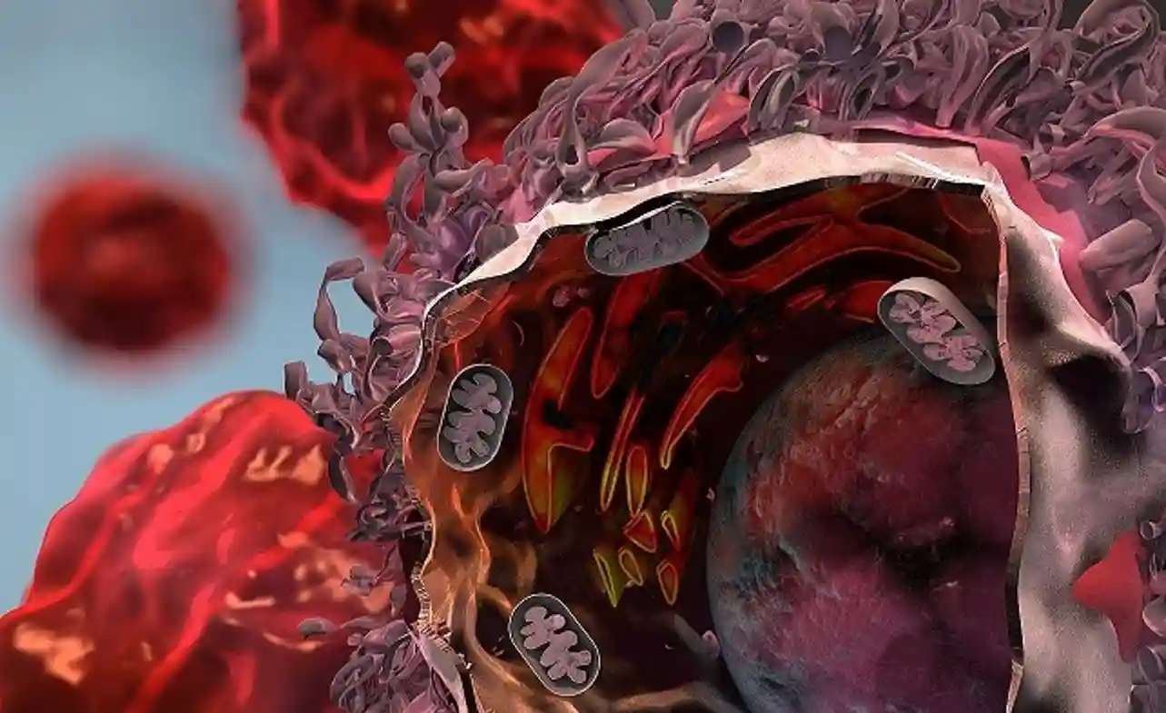 PD-L1 Lung Cancer: Diagnosis, Prognostic, Immunotherapy