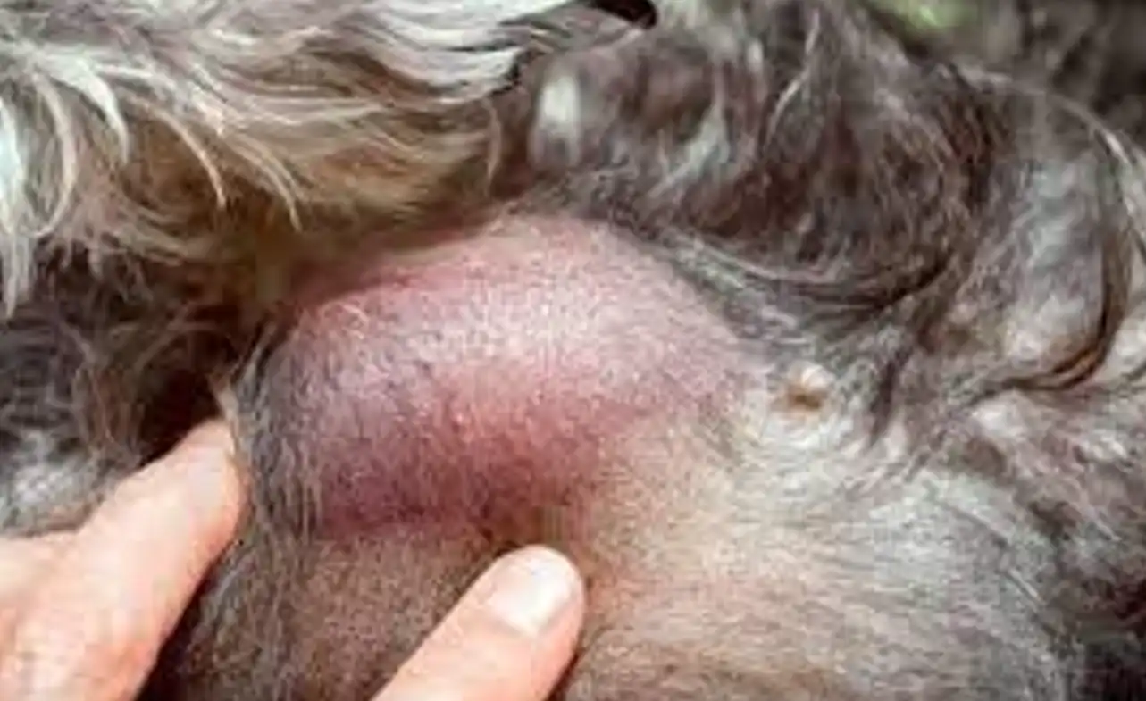Schnauzer Cancer Signs & Prevention Tips 2025