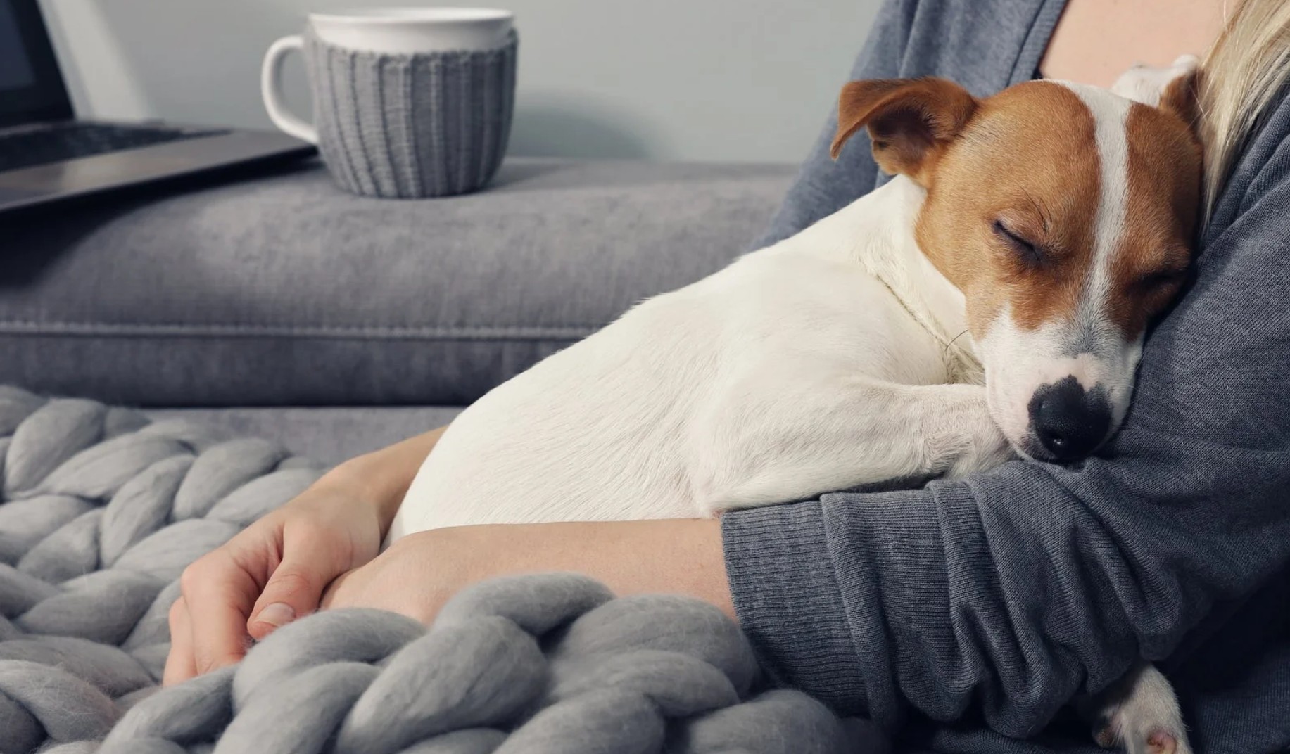 Prostate Cancer in Dogs Life Expect