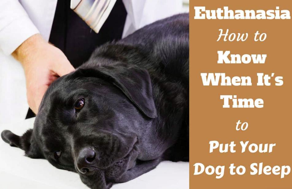 Dog Lung Cancer When to Put Down: Causes and Risk Factors