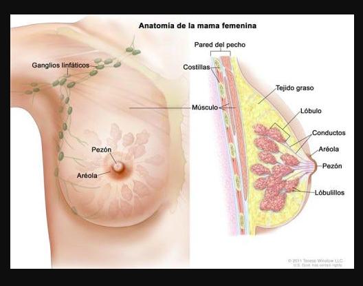 How Fast Does Breast Cancer Grow? Causes and Risk Factors