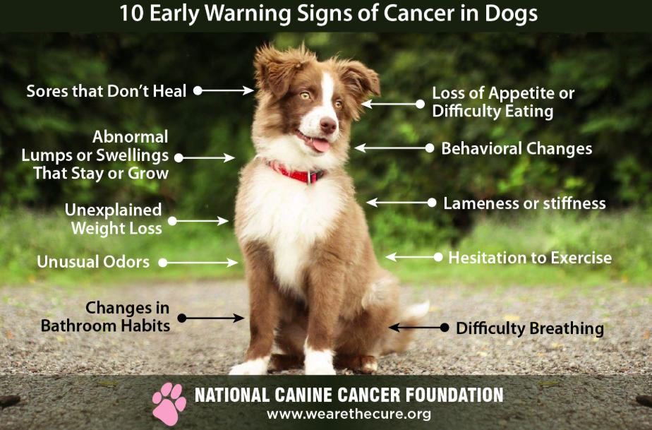Signs a Dog Is Dying of Cancer: Causes and Risk Factors