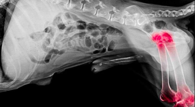How Is Bone Cancer Diagnosed in Dogs: Causes and Risk Factors