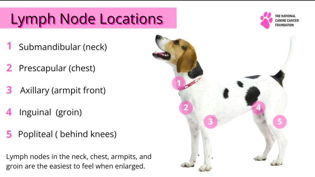 Dog Swollen Lymph Nodes Not Cancer: Causes and Risk Factors