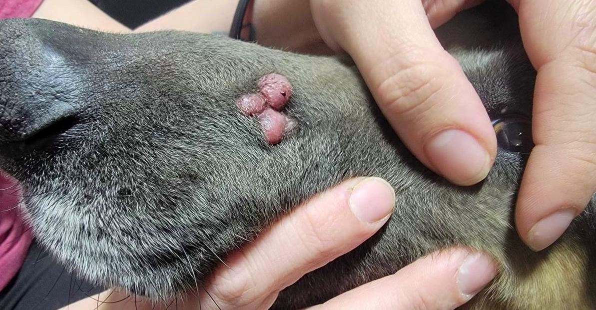 Mast Cell Cancer in Dogs: Causes and Risk Factors