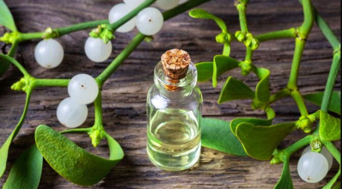 Where to Buy Mistletoe for Cancer: Causes and Risk Factors